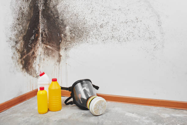 Best Commercial Mold Removal  in Appomattox, VA
