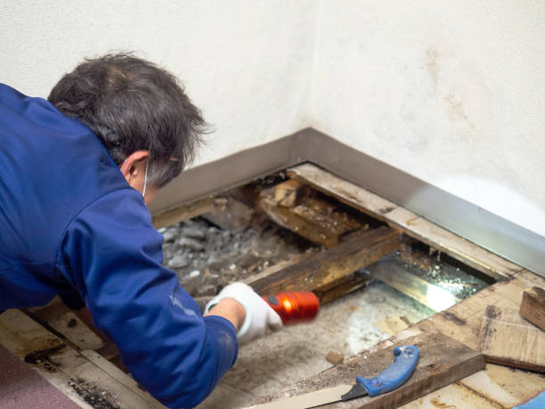Professional Mold Removal in Appomattox, VA