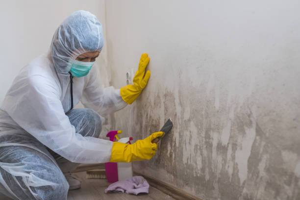 Best Professional Mold Removal  in Appomattox, VA