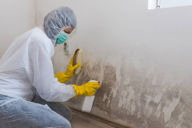 Best Affordable Mold Removal  in Appomattox, VA