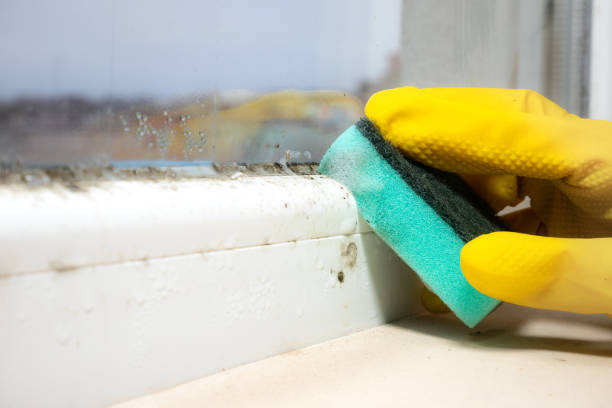 Best Home Mold Removal  in Appomattox, VA