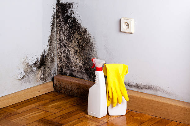 Best Mold Remediation  in Appomattox, VA