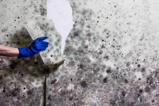  Appomattox, VA Mold Removal Pros