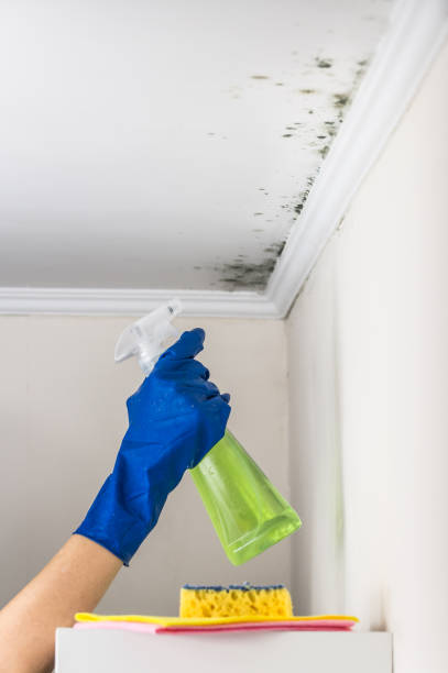 Best Water Damage Restoration  in Appomattox, VA